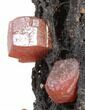 Red Vanadinite Crystals on Manganese Oxide - Morocco #38469-3